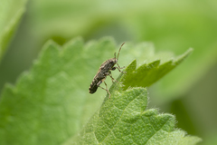 Heterogaster urticae