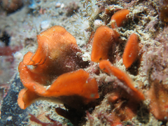 Pentapora foliacea