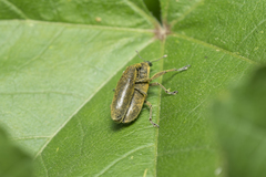 Lixus pulverulentus