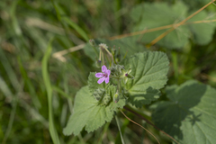 Erodium malacoides