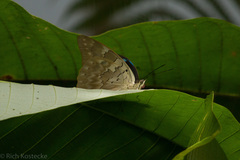 Archaeoprepona demophoon