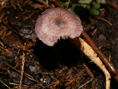 Entoloma callichroum