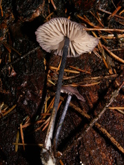 Entoloma callichroum