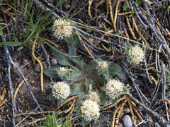 Gomphrena meyeniana