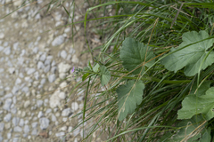 Erodium malacoides