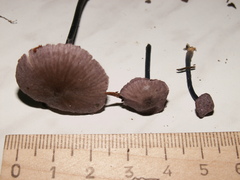 Entoloma callichroum