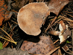 Lepiota echinella