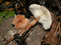 Lepiota echinella