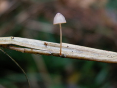 Mycena pterigena