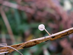 Mycena pterigena