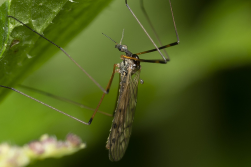 Limonia nussbaumi