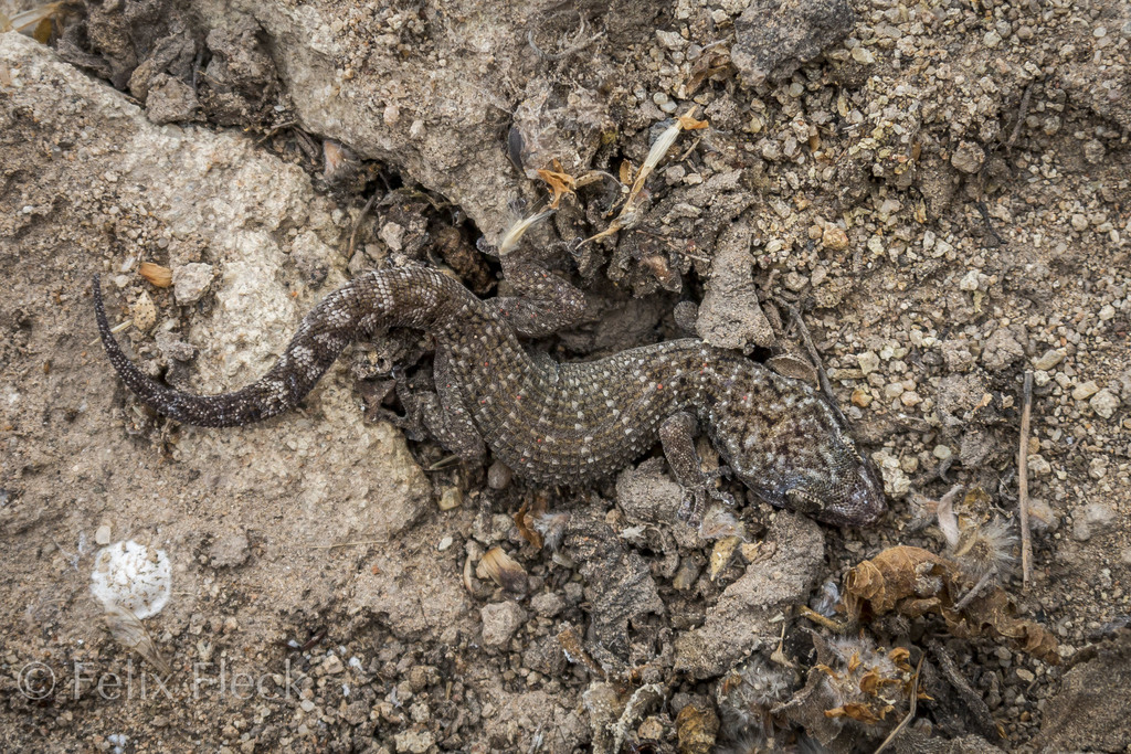 Phyllodactylus leoni