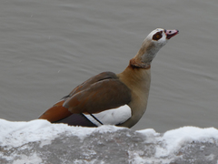 Alopochen aegyptiaca