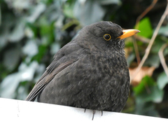 Turdus merula