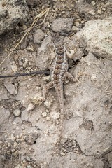 Stenocercus rhodomelas