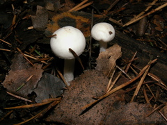 Hygrophorus piceae