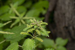 Urtica membranacea