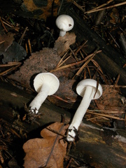 Hygrophorus piceae
