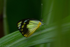 Leptophobia caesia tenuicornis