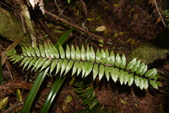 Asplenium daucifolium lineatum
