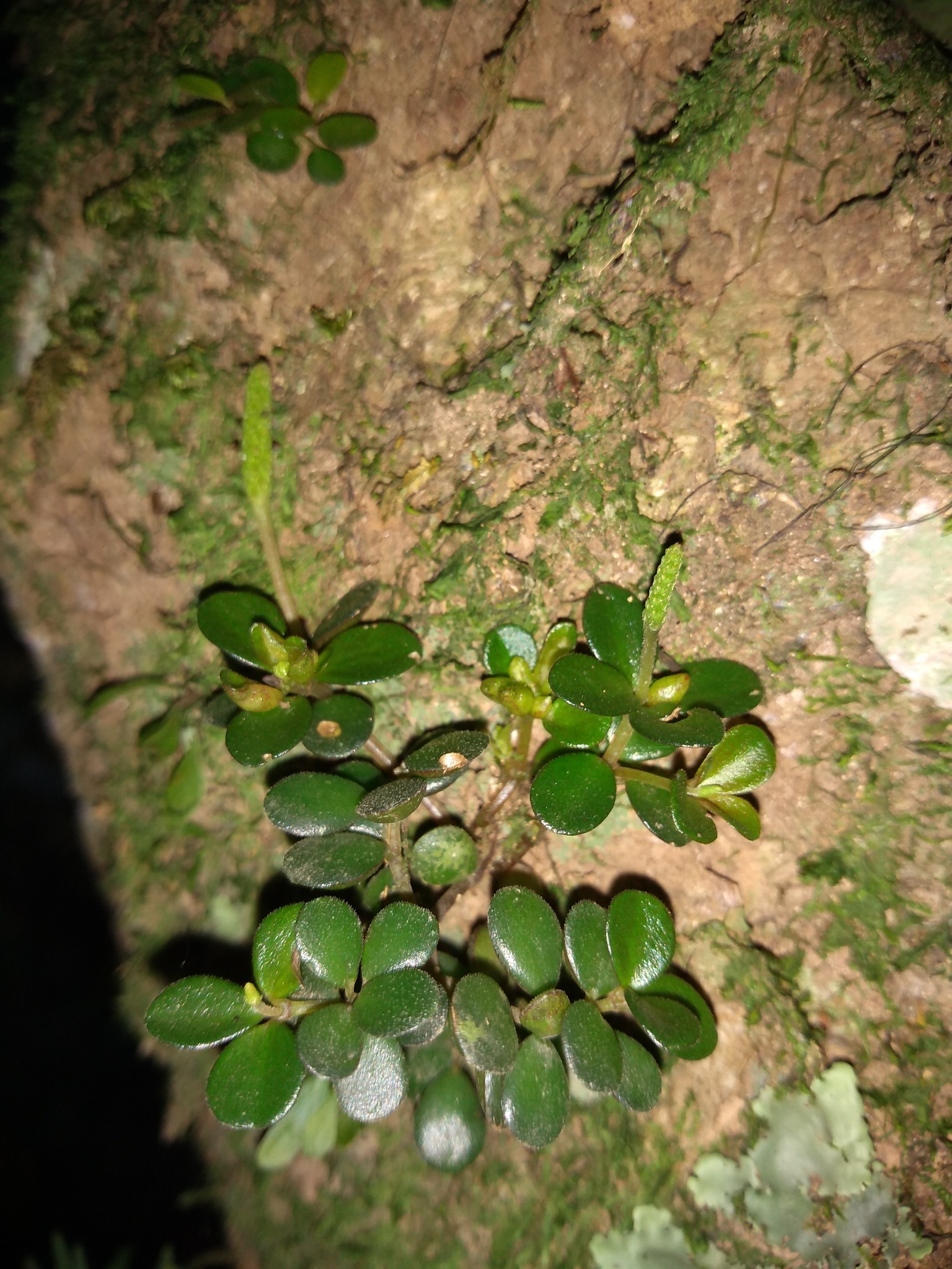 Peperomia catharinae