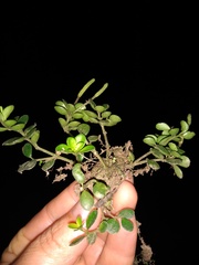 Peperomia catharinae