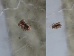 Cyrtophora citricola