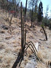Cactaceae