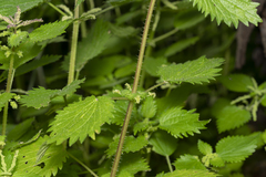 Urtica membranacea