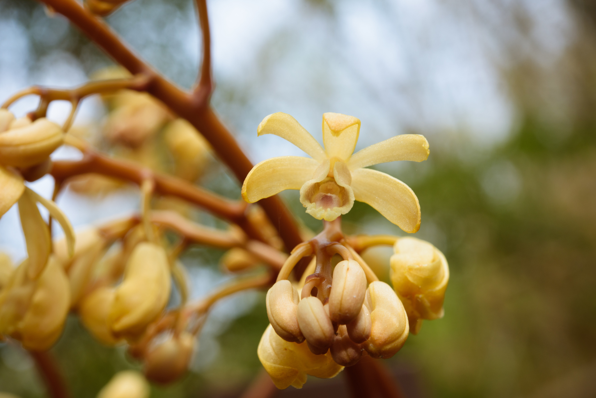 Erythrorchis