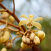 Erythrorchis altissima - Photo (c) Cheng-Tao Lin, algunos derechos reservados (CC BY)