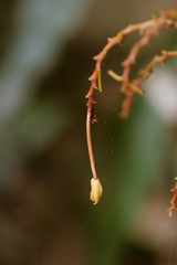 Erythrorchis altissima