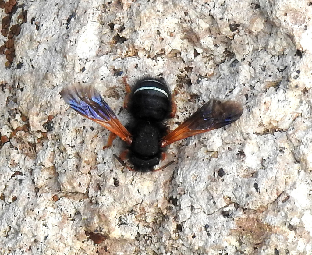 Notanthidium bizonatum