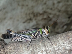 Rhammatocerus pictus