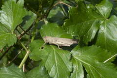 Anacridium aegyptium