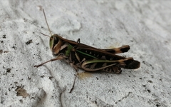 Rhammatocerus pictus