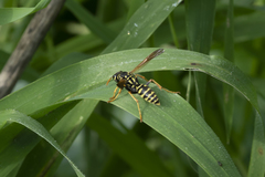 Polistes dominula