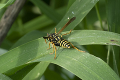 Polistes dominula