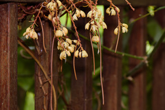 Erythrorchis altissima