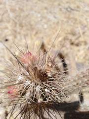 Cactaceae