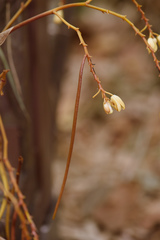 Erythrorchis altissima