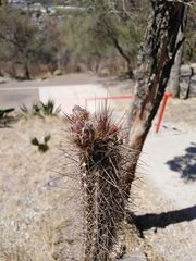 Cactaceae