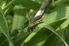 Polistes dominula