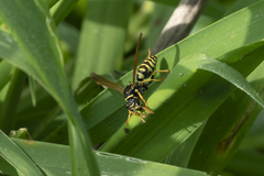 Polistes dominula