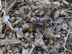 Alopecosa albofasciata