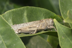 Anacridium aegyptium