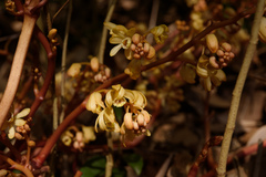 Erythrorchis altissima