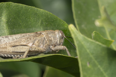 Anacridium aegyptium