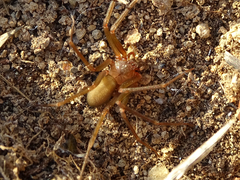 Loxosceles rufescens