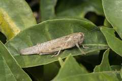 Anacridium aegyptium